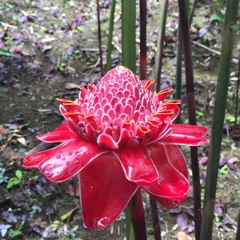 Best mix Urban kiz tarraxa 2017 (koperfil vol31 )