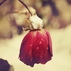 Fase x Fase ~ Smooker Ft. Onza (AlexigmundBeats)Prod. Tundah Wam.