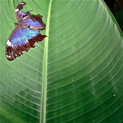 Trilha da costa (com Paulo  Dali)