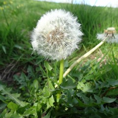 Ah, The Bees - words @ music Avril Yospa Harwood