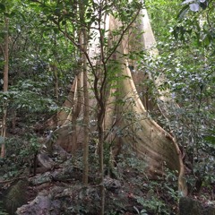The forest helps