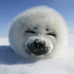 SEAL W/ LILWATERBED