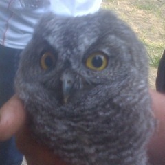 Los Canelos De Durango-El Traficante Y El Federal (con tololoche).mp3