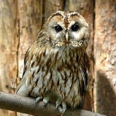 Tawny Owls Meerdaalwoud