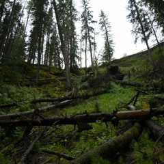 Shape of You (Ellis Remix)