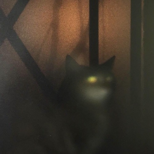 Chat Noir (EGV001) forthcoming 12"