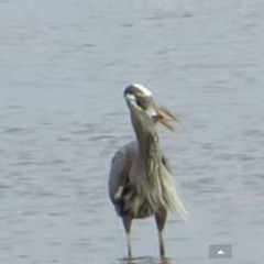 heron.