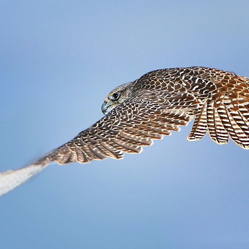 CUANDO LA NOCHE CAE - ORATORIUS RITMO RAP