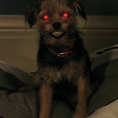 Dogs like socks remix :)