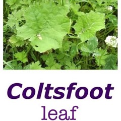 He@th -Coltsfoot Leaf (Prod. MF DOOM)