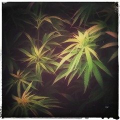 Mo'Kalamity-  Jah Name & Jah Name Dub (Roots Meditation Records)