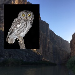 Western Screech-Owl and Landslide