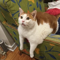 ONSID - That Takes Ovaries