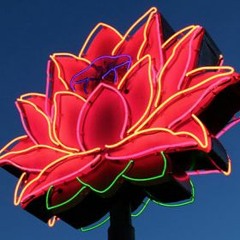 Não Chora Lotus Blossom