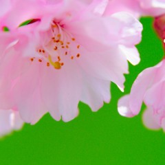 其の弐拾陸(No.026)