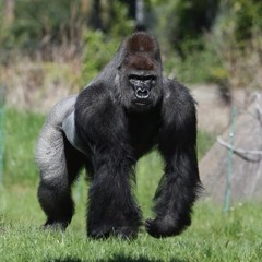 Good Game by Brown Bomber