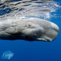 Ambra (with S.Whale)