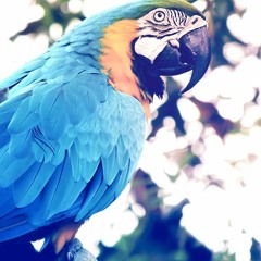 Exotic(Royalty Free Music)