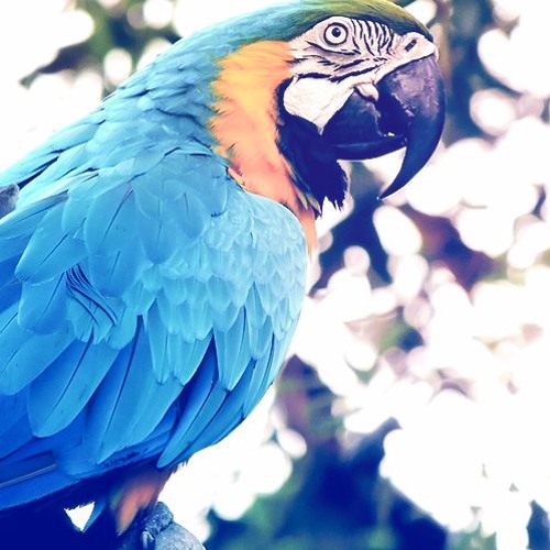 Exotic(Royalty Free Music)