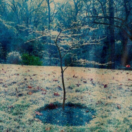 Fog Lake - Ventriloquist