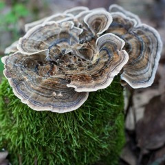 702 Trametes versicolor