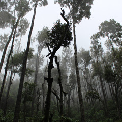Sibewest - The Forest