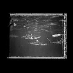 SUNSUN - Not Alone (prod. ROB )