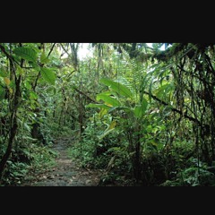 jungle(instrumental) - J.ok.E