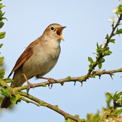 A Nightingale Sang In Berkeley Square