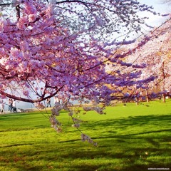Spring 2017