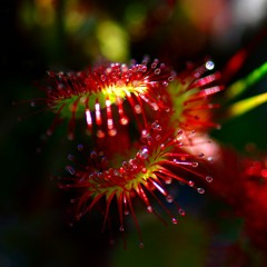 Sundew