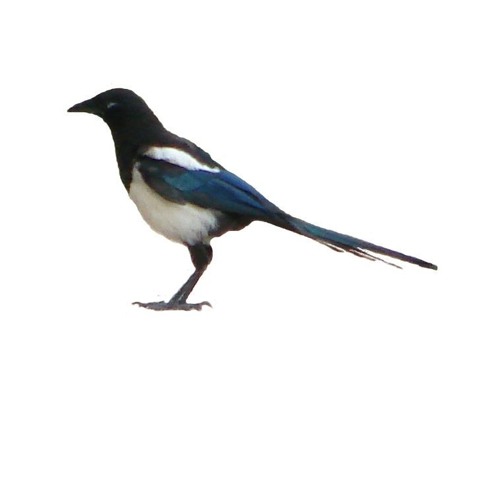 Stream Why Do Bluebirds Fly In England? (Demo) by Bards of Broadway