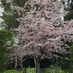 No One Knows Me (Like The Piano) cover