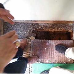 Brito - More Than Rap Feat. Fre$h Jay