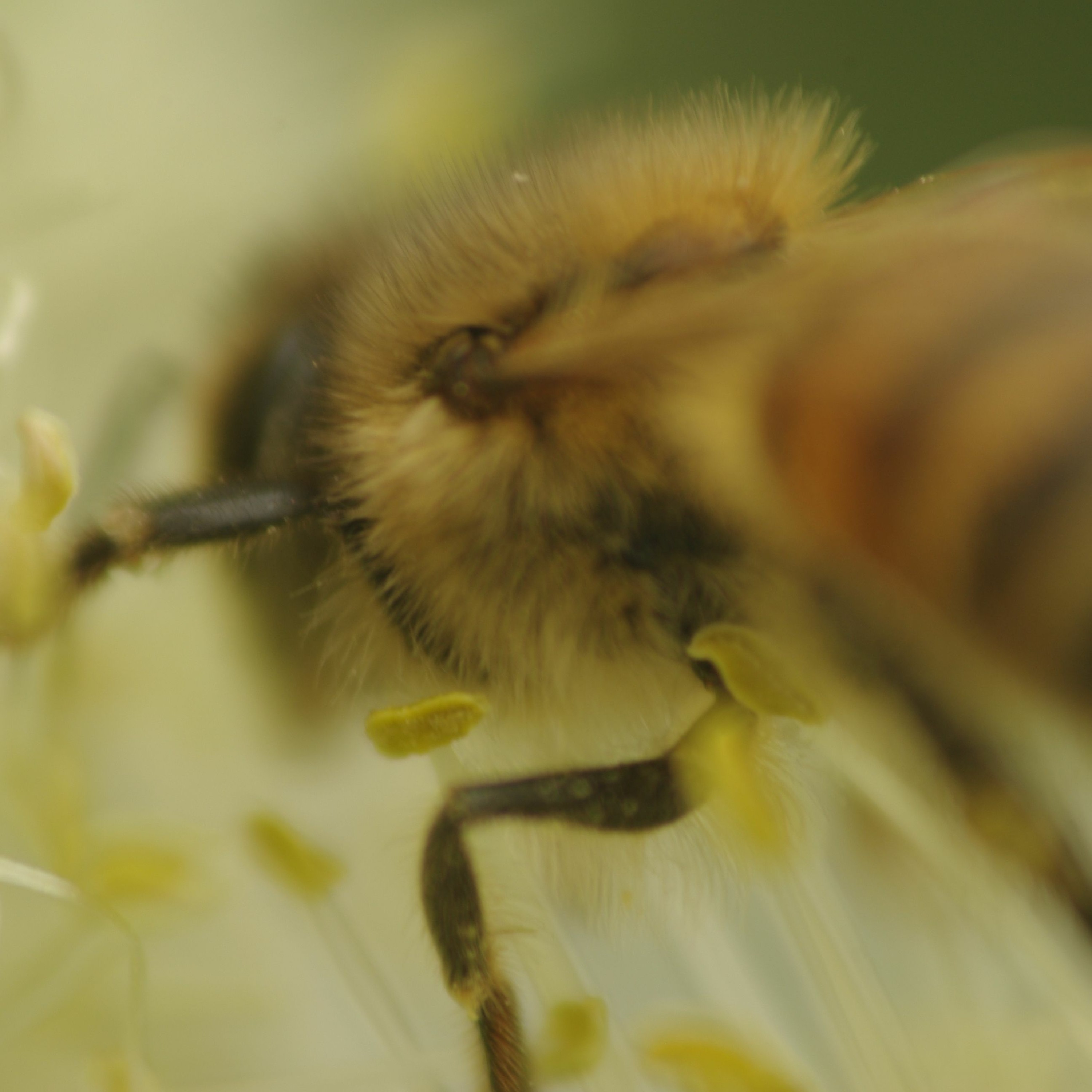 Seed Story Broadcasts