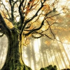 Original Soundtrack "Mystery Forest" | multi-Instrumental Improvisation