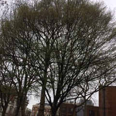 she runs through our dreams