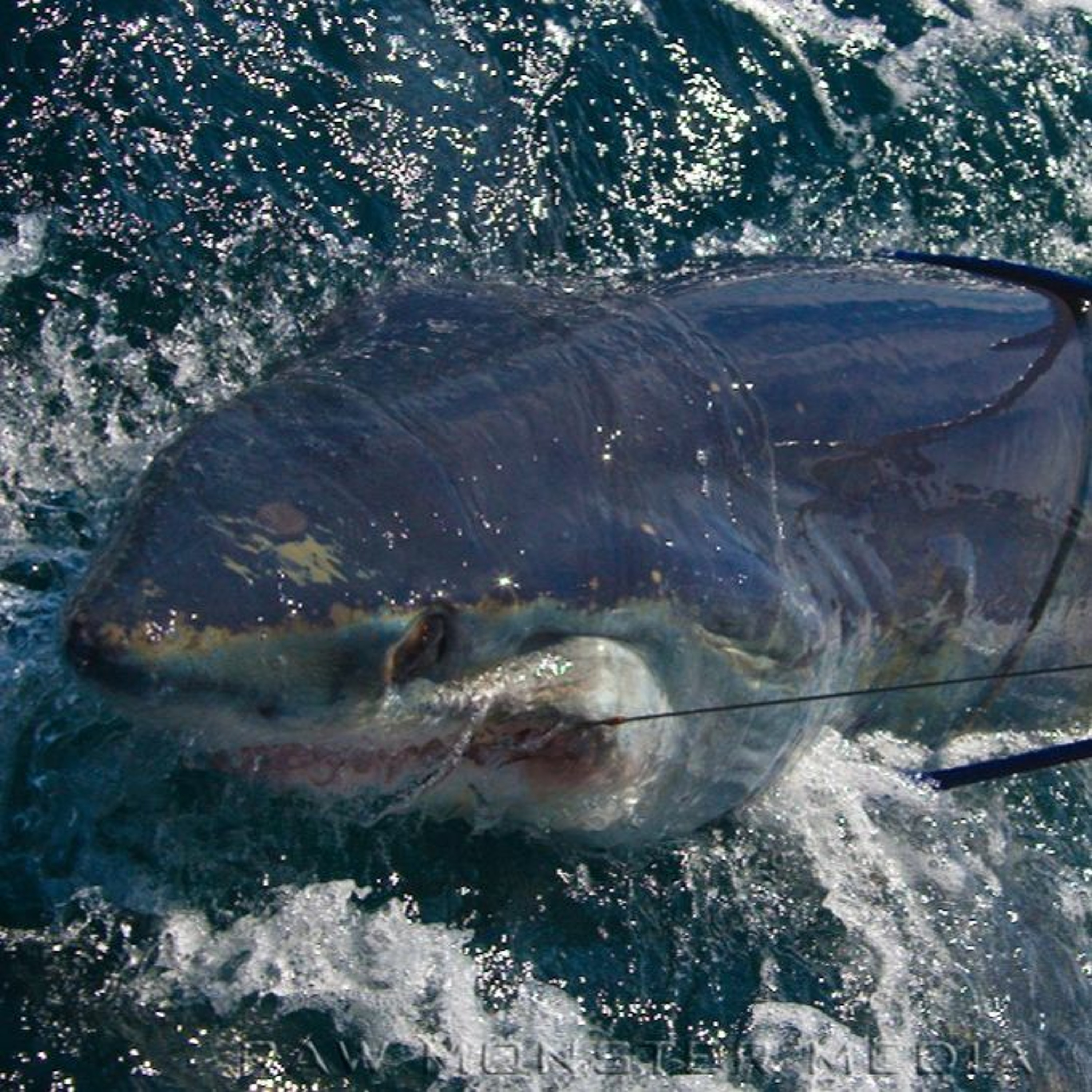 Coastal Advocacy Adventures Podcast