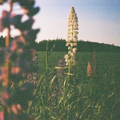 here she comes now (slowdive)