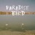 Artwork for Paradise Bird - Hallucinations