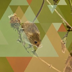 Die kleine Maus auf großer Wanderung