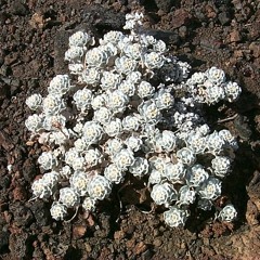 String Quartet in D Minor ii