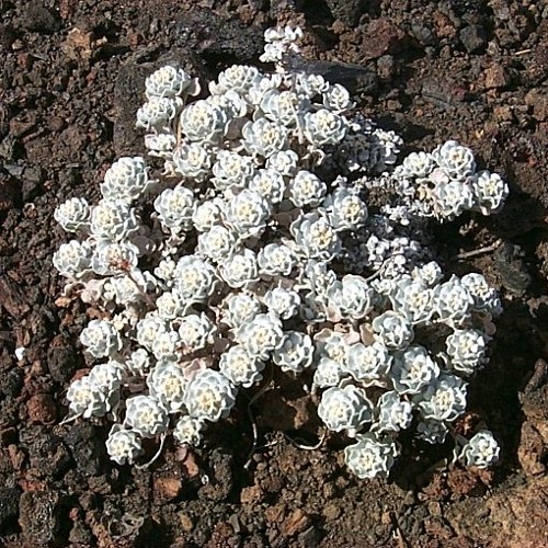 String Quartet in D Minor ii