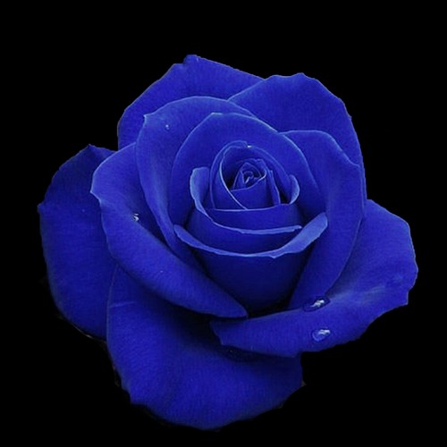 Stream Bright blue rose Live by DavidButlerMusic | Listen online for free  on SoundCloud
