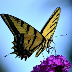 Lost Butterfly - [Read Description]