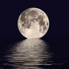 Polo Everything Freestyle