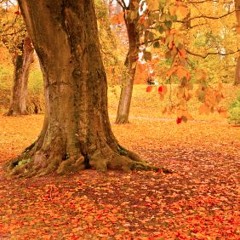 Tomorrow (Durutti Column, Espers)