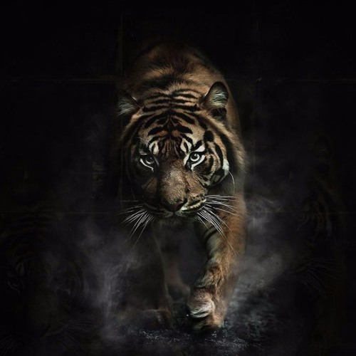 Tiger Gang