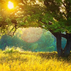 Meadow