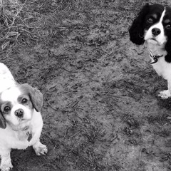 HOUSEHOUND PODCAST VOL.2